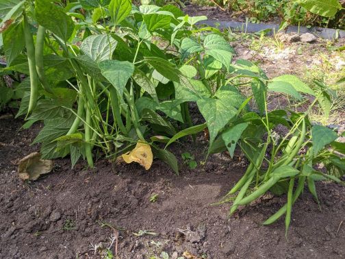Petit Potager
