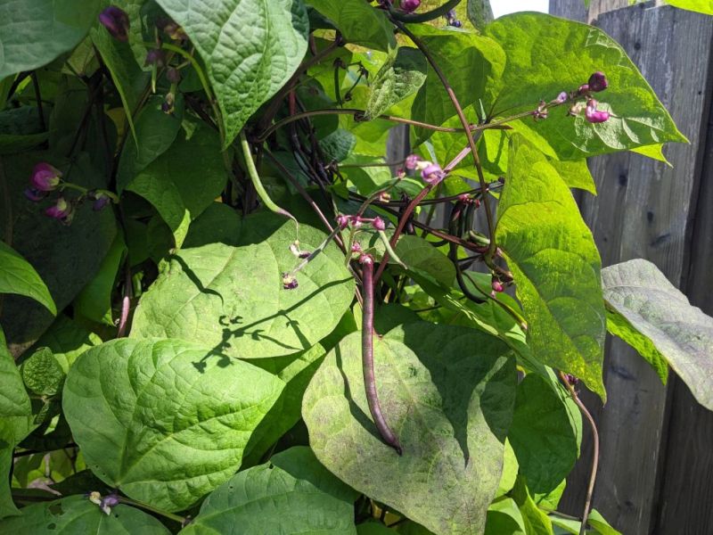 Davis Purple Snap Bean