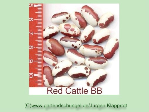 Red Cattle