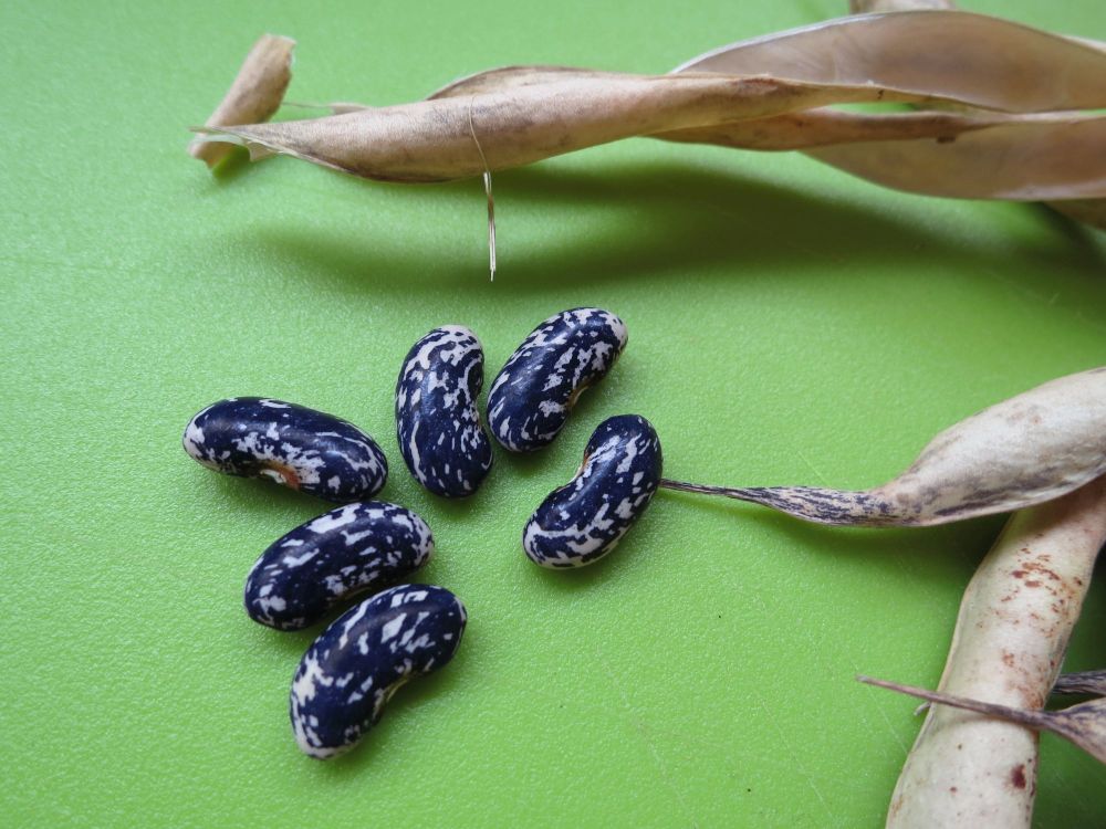 Bamberger Blaue