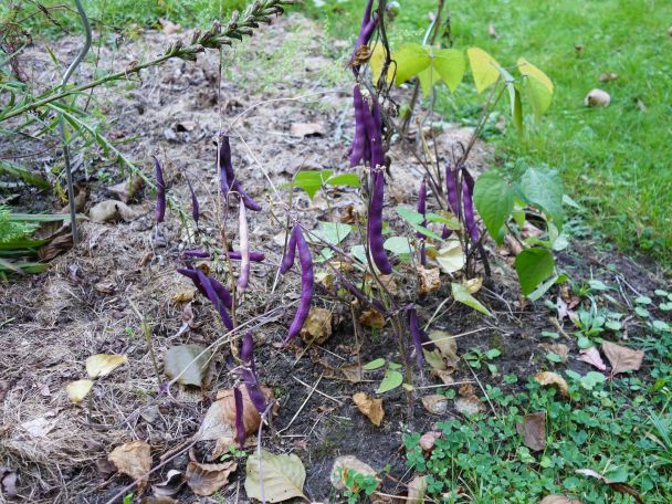Blooming Prairie