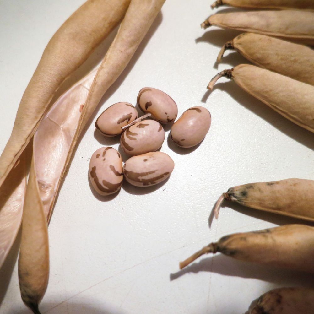 Carioca Bean