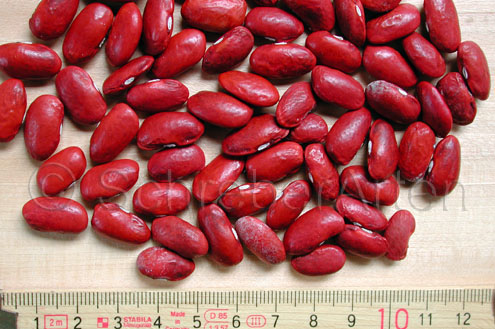 Red Kidney