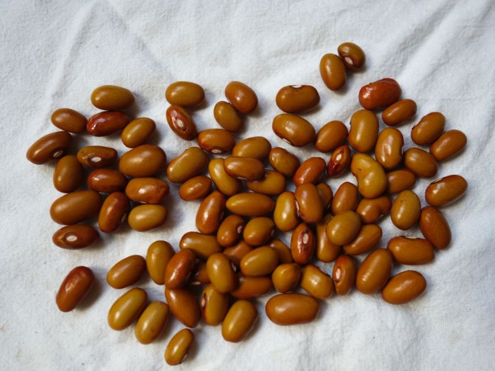 Goldhörnchen