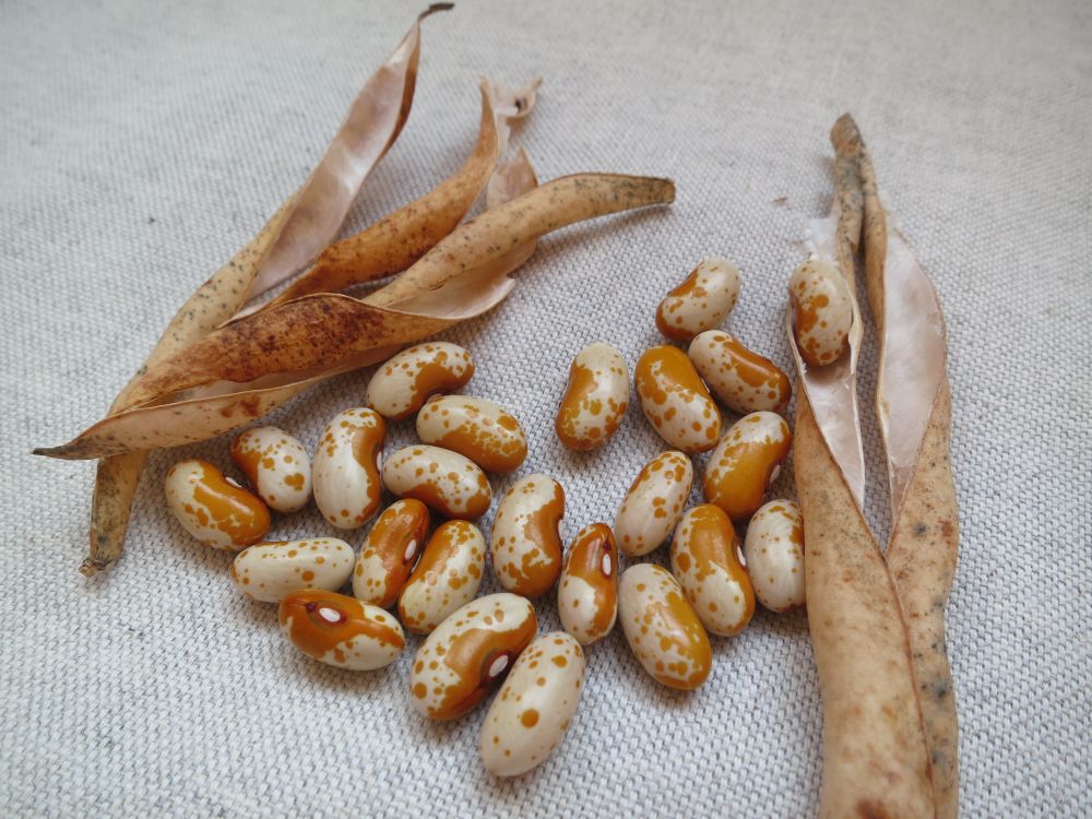 Jacob's Gold Bean