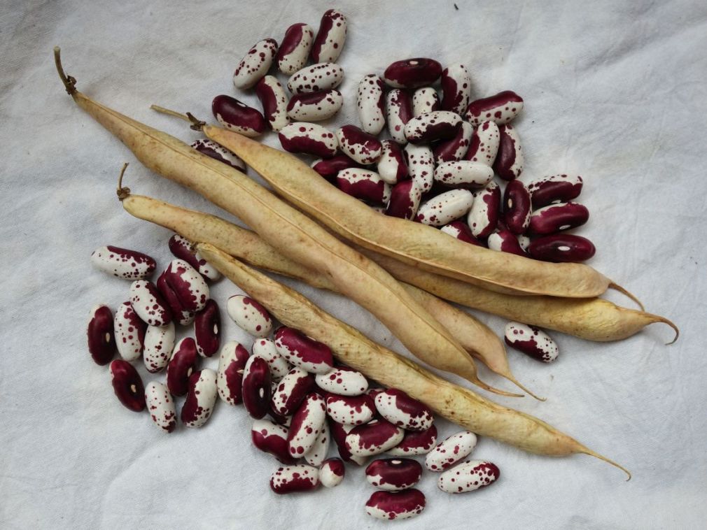 Königsberger Rote