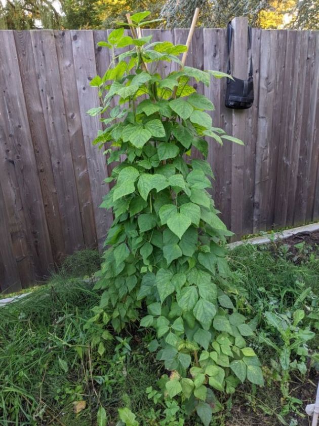 Königsberger Rote