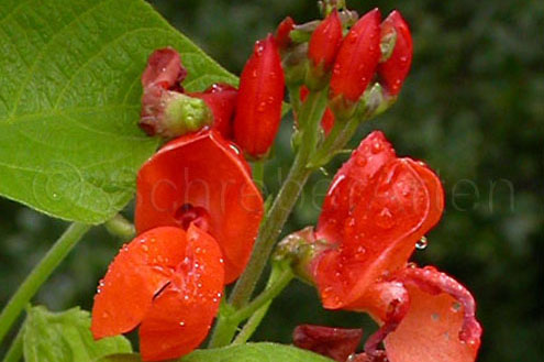 Scarlet Emperor
