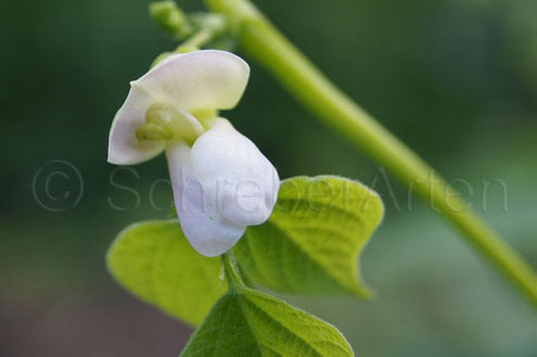 Schwarzblaue Kidney