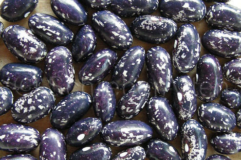 Schwarze Witwe