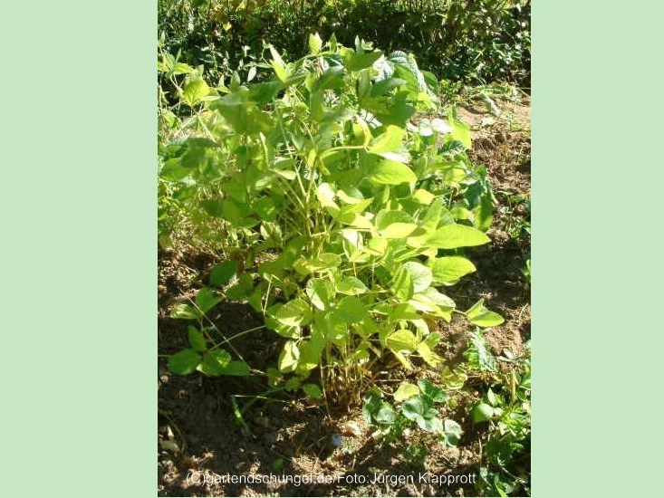 Maculata (Sojabean)