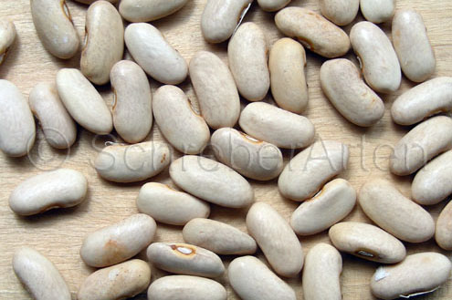 Schwedenbohne
