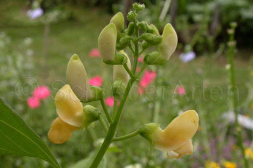 Soissons, Haricots de-