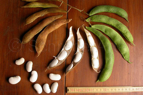 Soissons, Haricots de-