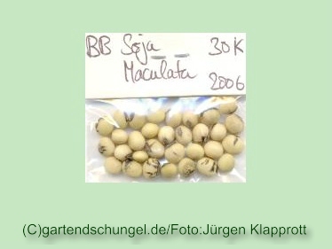 Maculata (Sojabean)