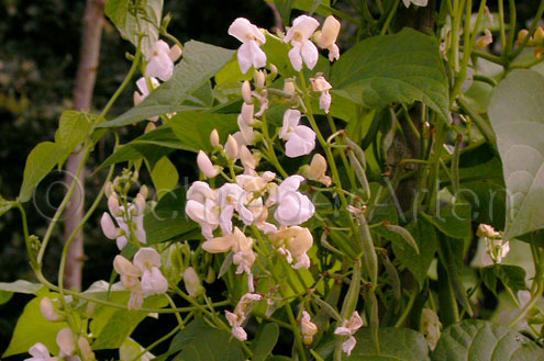 Soissons, Haricots de-