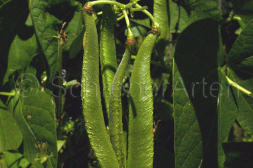 Soissons, Haricots de-