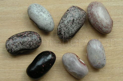 Tarahumara Tekomari