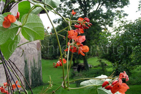 Tarahumara Tekomari