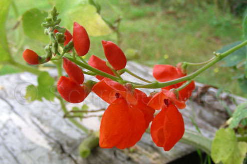 Tarahumara Tekomari