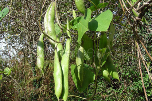 Tarahumara Tekomari