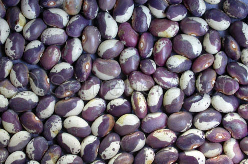 Ukrainian Noodle Bean