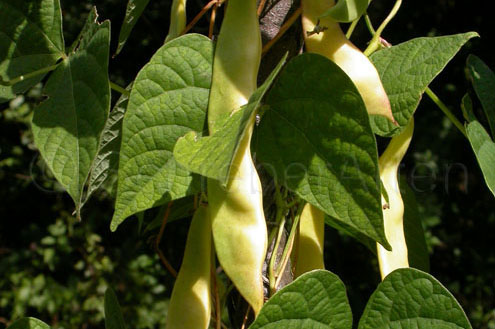 Ukrainian Noodle Bean