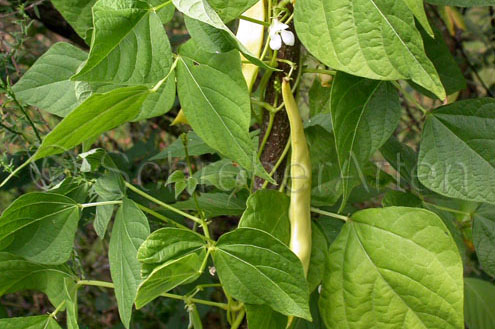 Ukrainian Noodle Bean