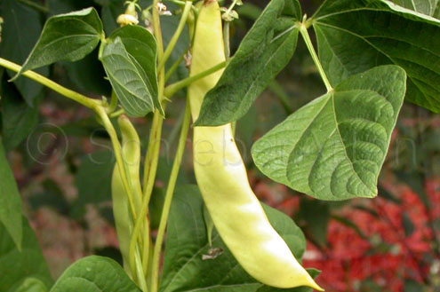 Ukrainian Noodle Bean