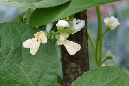 Vadito Bolita