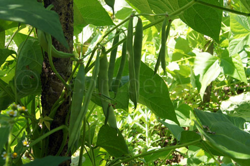 Vadito Bolita