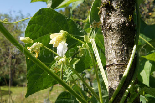 Vadito Bolita