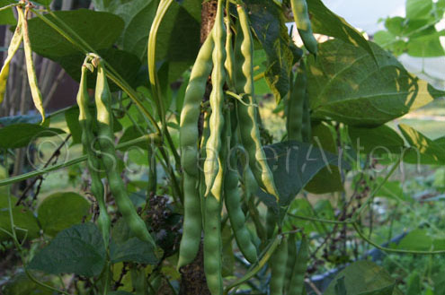 Vadito Bolita