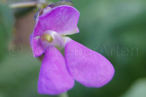 Violetta de Nicaragua