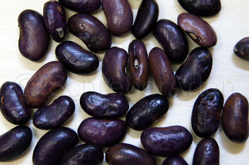 Violetta de Nicaragua
