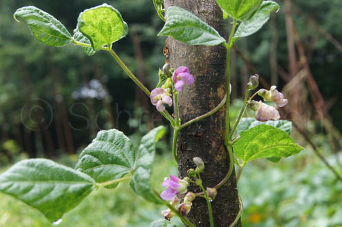 Violetta de Nicaragua