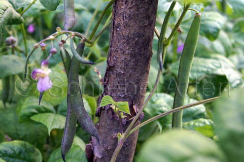 Violetta de Nicaragua