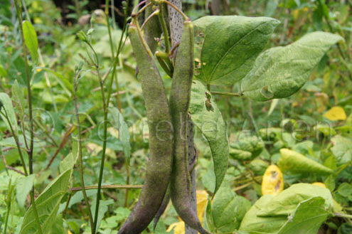 Violetta de Nicaragua