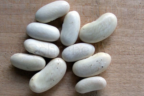 Wädenswiler Schwertbohne