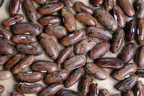 Weinländerin (Zebra Bohne)