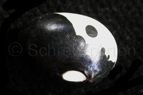Yin Yang