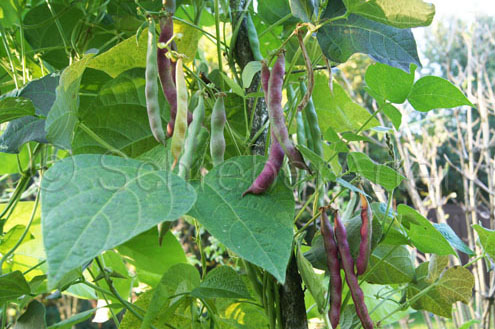 Yoeme Purple String