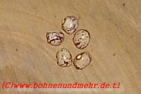 Kerkauer Kipfler