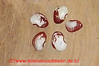 Lynch Butterbean (Lima Bean)