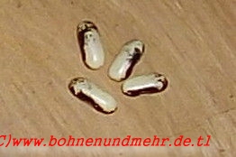 Pensufn