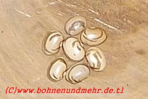 Wildschweinchen