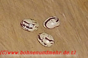 Wachtelbohne