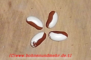 White Robin