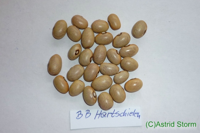 Hartschielen
