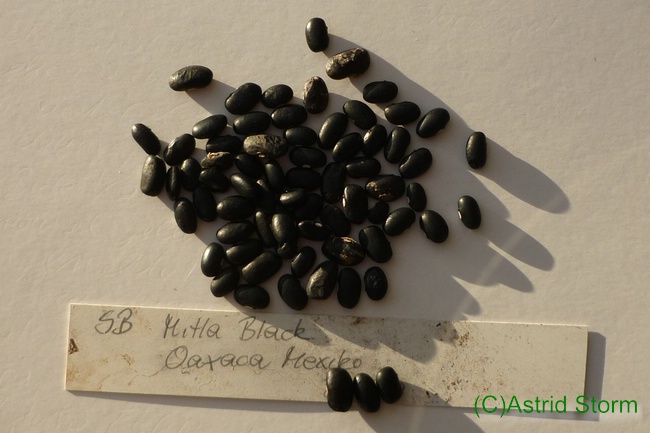 Mitla Black